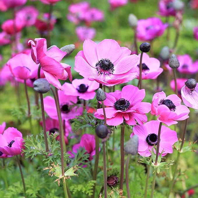Easy to Grow Anemone Rosea 20 Plant Bulbs - Pink Flowers in Spring, Full Sun Zones 8-10