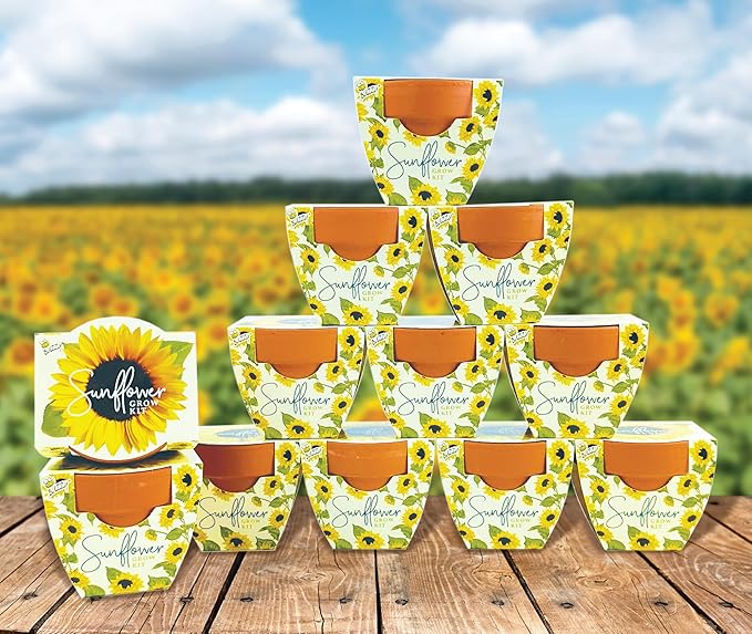 BUZZY Seeds All-in-One Sunflower Mini Terracotta Pot Grow Kits 12-Pack, Indoor Mini Garden Seed Starter, Grow Your Own Vibrant Flowers, DIY Plant Project, Gardening Gift, Party Favors