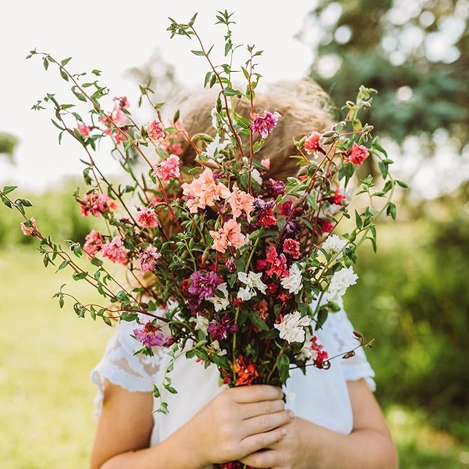 Mountain Garland Mix (Elegant Clarkia) - 250 Seeds - Beautiful Pink, Purple & White Flowers, Non-GMO Heirloom Clarkia Seeds for Planting in The Home Garden, Thresh Seed Company