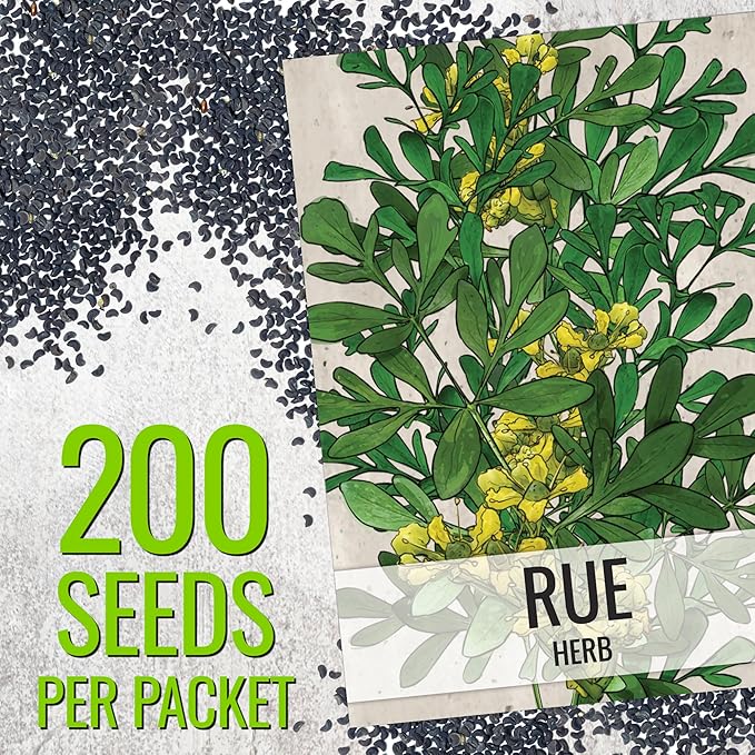 Seed Needs Rue Seeds for Planting Medicinal Herbs - Non-GMO Heirloom & Untreated Perennial Herb Seed to Plant a Home Grown Garden Indoors or Outdoors (10 Packs)