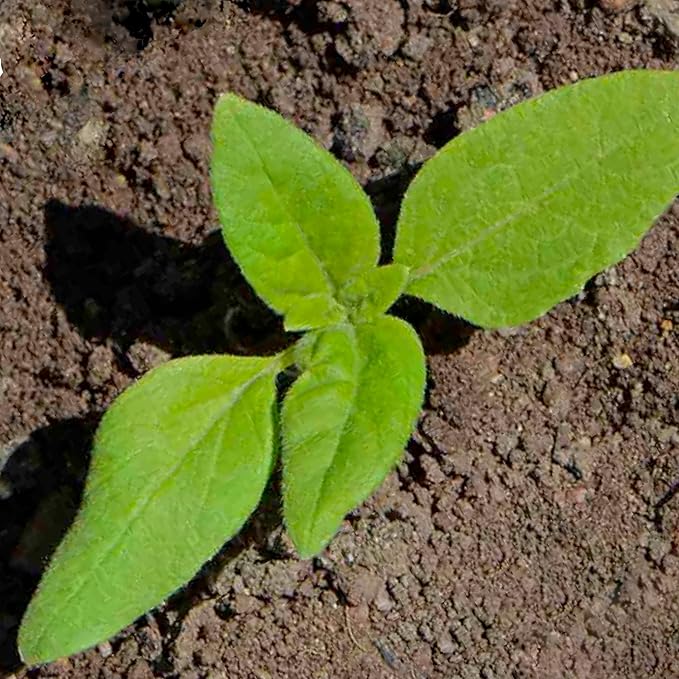 Seed Needs Sunflower Seeds for Planting Dwarf Teddy/Dwarf Sungold Sunflowers - Heirloom & Open Pollinated Flower Seed to Plant a Butterfly Garden (5 Packs)