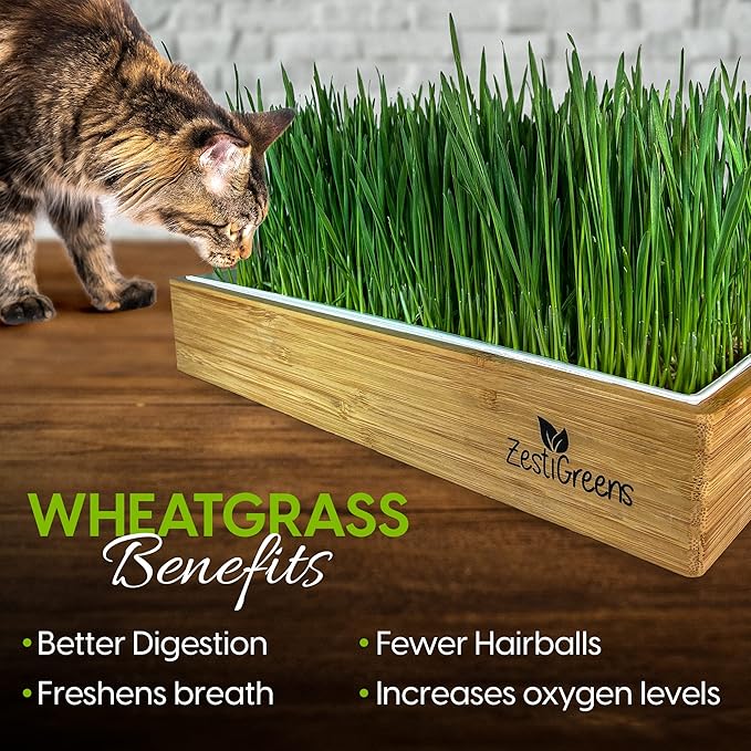 Self-Watering Cat Grass Kit – Grow Fresh, Living Cat Grass at Home in 5–7 Days | No Soil, No Mess | Organic Wheatgrass Seeds | Large Reusable Indoor Tray