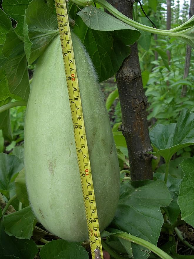 NIKA SEEDS - Seeds Vegetable Cucamelon (Cross Cucumber and Melon) Vine - 20 Seeds