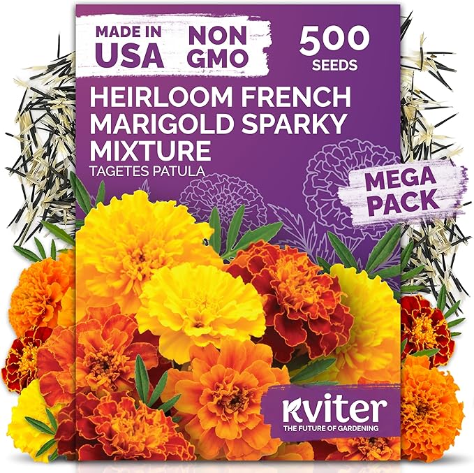 KVITER 500 French Marigold Seeds, Sparky Mix (Tagetes patula) — Marigold Flowers, Heirloom, Non GMO & Organic, Vibrant Yellow & Orange Blooms — Flower Seeds to Plant Outside, Borders, Beds, Container