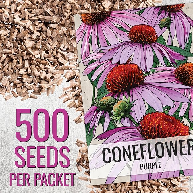 Seed Needs Coneflower Seeds for Planting Purple Echinacea Coneflowers - Heirloom & Open Pollinated Perennial Medicinal Flower - Perfect Wildflowers for a Butterfly Garden (10 Packs)