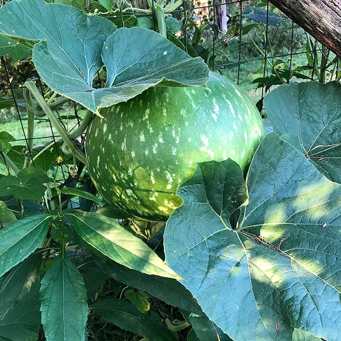 Bushel Basket Gourd Seeds (Lagenaria siceraria) 10 Seeds (3 g) - Huge Gourds for Crafts by Smoke Camp Crafts
