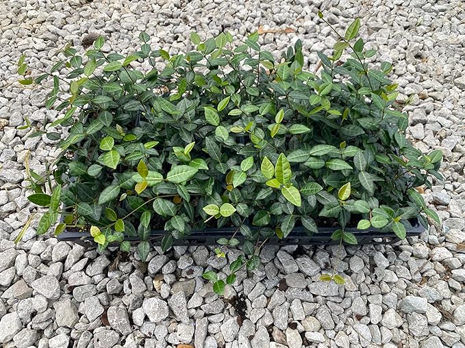 Asiatic Jasmine Live Plants, 3 inch Pot, Evergreen Ground Cover 18 Count