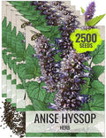Seed Needs Anise Hyssop Seeds for Planting Agastache foeniculum - Non-GMO Heirloom & Untreated - Grow a Medicinal/Culinary Herb Garden for Tea & Essential Oils (5 Packs)