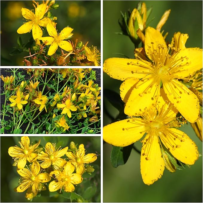 Seed Needs St. Johns Wort Seeds for Planting - Non-GMO Heirloom & Untreated Medicinal Herb Seed to Plant a Home Grown Outdoor or Indoor Garden (5 Packs)