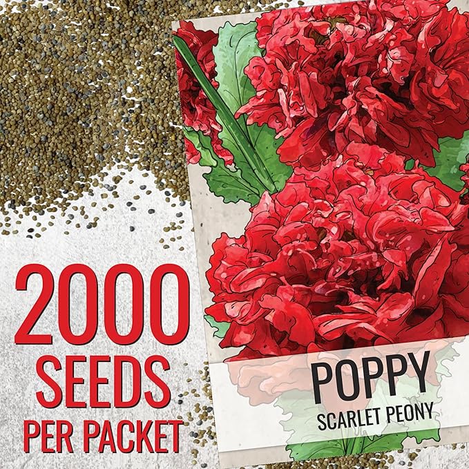Seed Needs Scarlet Peony Poppy Seeds for Planting - Heirloom & Open Pollinated Annual Flowers - Red Ruffled Blooms to Attract Butterflies to the Garden (2 Packs)