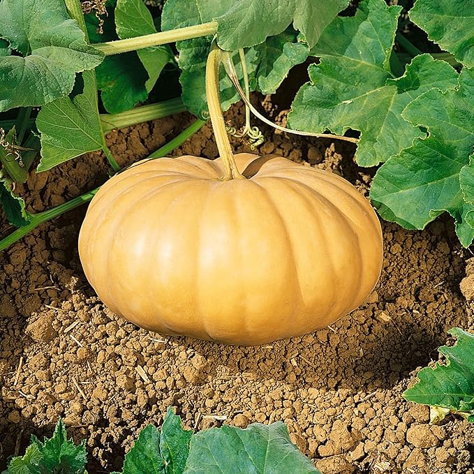 Organic Long Island Cheese Winter Squash Seeds - 1 Oz ~175 Seeds - Non-GMO, Certified Organic, Heirloom - Vegetable Garden - Cucurbita moschata