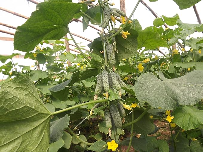 40+ Seeds Cucumber Titus F1 - Vegetable Green