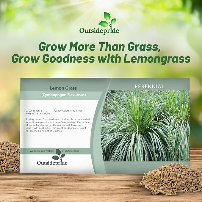 Outsidepride Lemon Grass Seeds for Planting - 2000 Perennial Seeds, Mosquito Repellent, Deer Proof, Citronella Grass for Culinary and Ornamental Use, Blue-Green Foliage, Lemon Grass Live Plant
