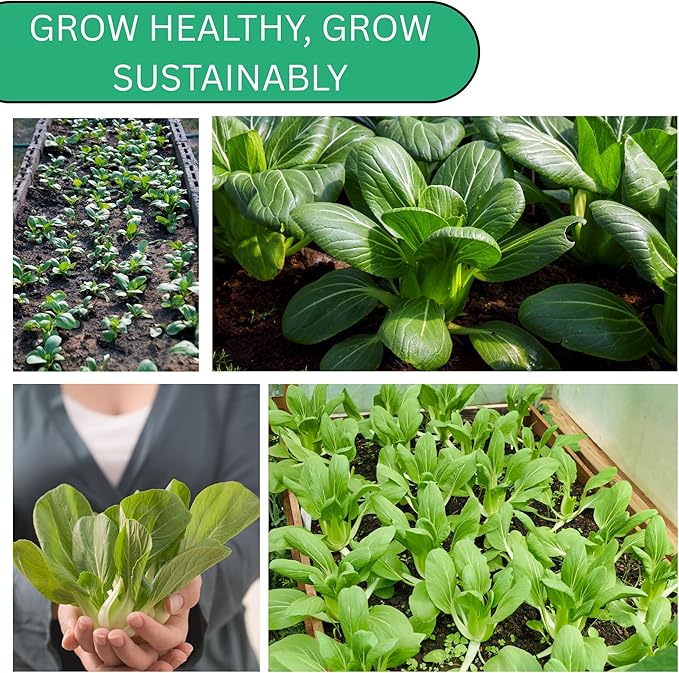 Woods Creek Seeds: Pak Choi White Stem Cabbage Seeds for Planting - Over 700 Heirloom Non-GMO Green Cabbage Seeds - Beginner-Friendly Vegetable Seed for Home, Indoor or Outdoor Gardeners
