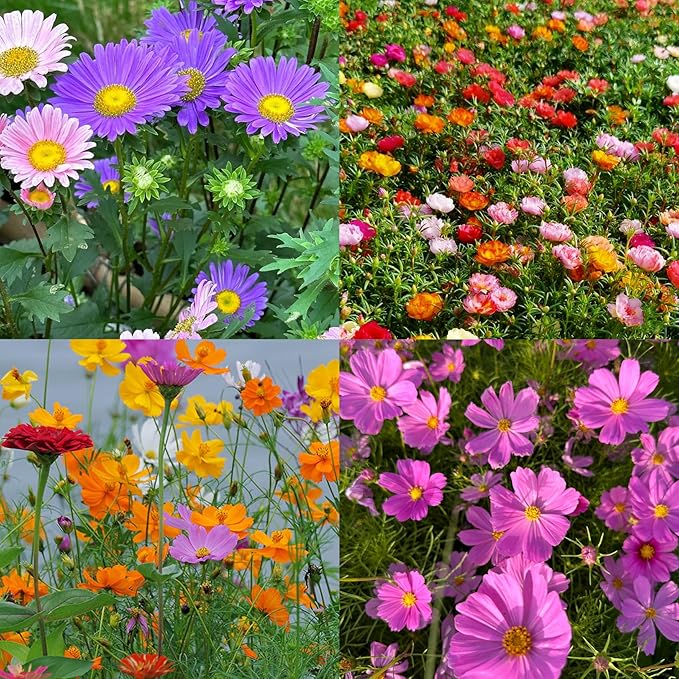 Mixrug Mix Cosmos Seeds for Planting, 1000pcs Rare Perennial Cosmos Flower Seeds, Heirloom Non-GMO Open Pollinated Wildflowers for Home Garden Outdoors