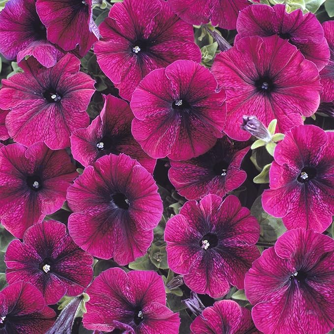 300+ Annual Petunia Flower Seeds for Planting-Easy Wave Series Petunia Garden Seeds Non-GMO Heirloom