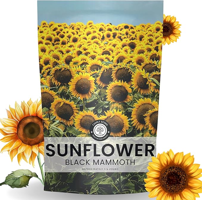 Black Mammoth Sunflower - Bulk 1/4 Pound Pouch - 1,000 Flower Seeds for Planting - Helianthus annuus