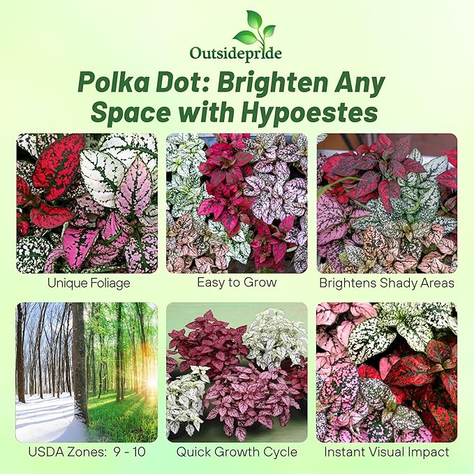 Outsidepride Splash Select Mixed Hypoestes Seed for Planting - 100 Pcs Perennial Polka Dot Plant Seeds w/Variegated Foliage for Containers, Hanging Baskets, Small Gardens, Both Indoors & Outdoors