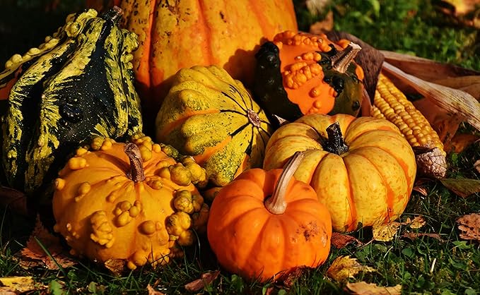 Ornamental Pumpkin Mix Seeds Giant Heirloom Vegetable for Planting Decorative Unique Non GMO 10 Seeds