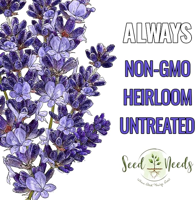 Seed Needs Lavender Seeds for Planting Hidcote Lavandula Plants - Non-GMO Heirloom & Untreated Medicinal Herb Seed to Plant & Grow an Outdoor Home Grown Herb Garden (1 Pack)