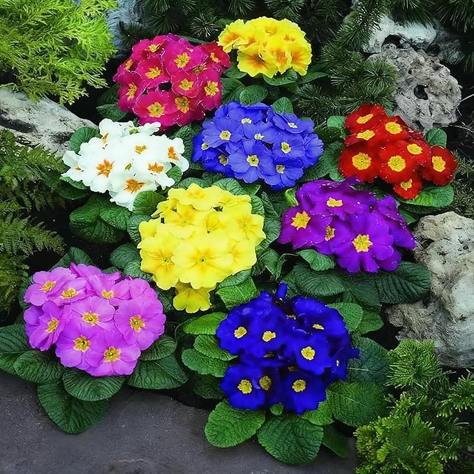 1000+ Primrose Primula Flower Seeds for Planting, Mixed Color Double Primula Seed, Perennial Plants, Non-GMO Heirloom Primrose Flower Seeds for Home Garden Outdoor