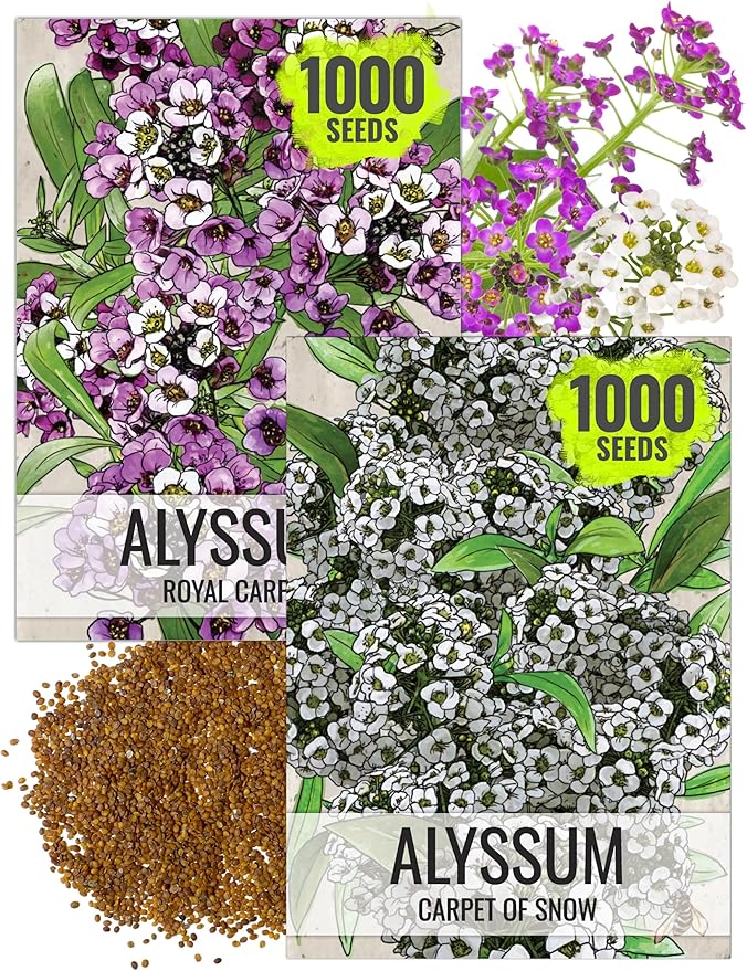 Seed Needs Alyssum Seeds for Planting - Heirloom & Untreated - Tender Perennial Flowers to Attract Pollinators to Rock Gardens, Pots, Containers & Window Boxes
