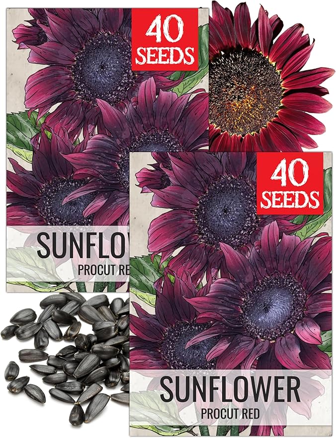 Seed Needs, Procut Red Sunflower (Helianthus annuus) Twin Pack 40 Seeds Each - Specialty Hybrid