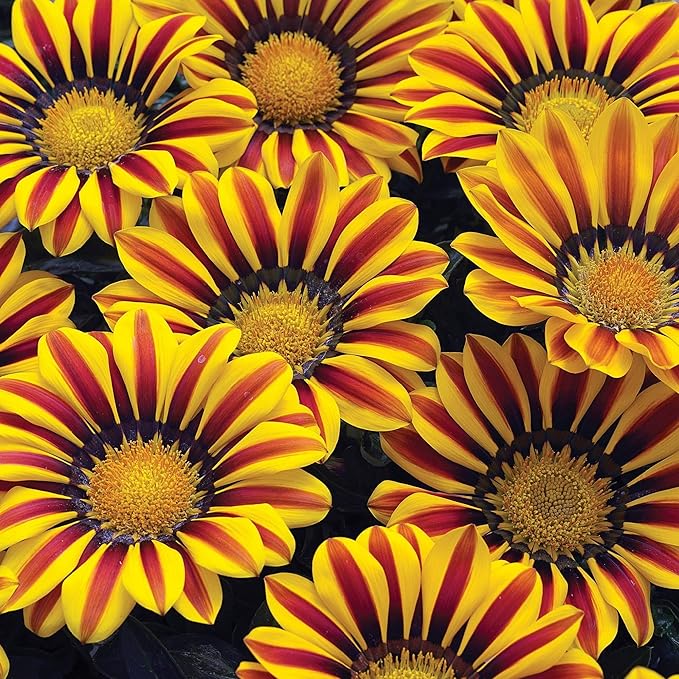Exotic Gazania Flower Seeds - 100+ Seeds to Grow - Made in USA, Ships from Iowa - Great with Marigold or Roses. Gazinga Seeds