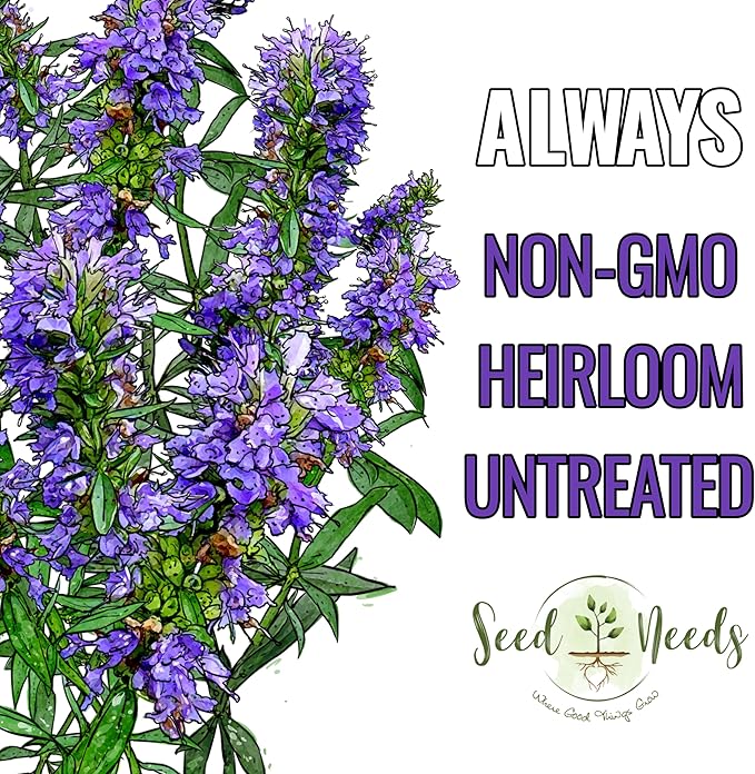 Seed Needs Hyssop Seeds for Planting Blue Hyssop Herbs - Non-GMO Heirloom & Untreated Hyssopus officinalis Seed to Plant an Indoor/Outdoor Medicinal Herb Garden (1 Pack)