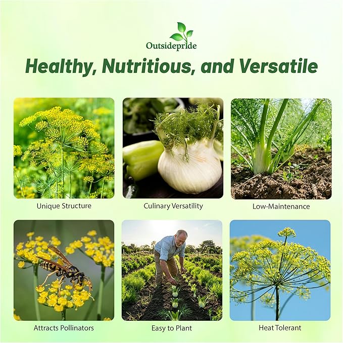 Outsidepride 1/4 lb. Annual Foeniculum Vulgare Fennel Herb Garden Seeds for Planting