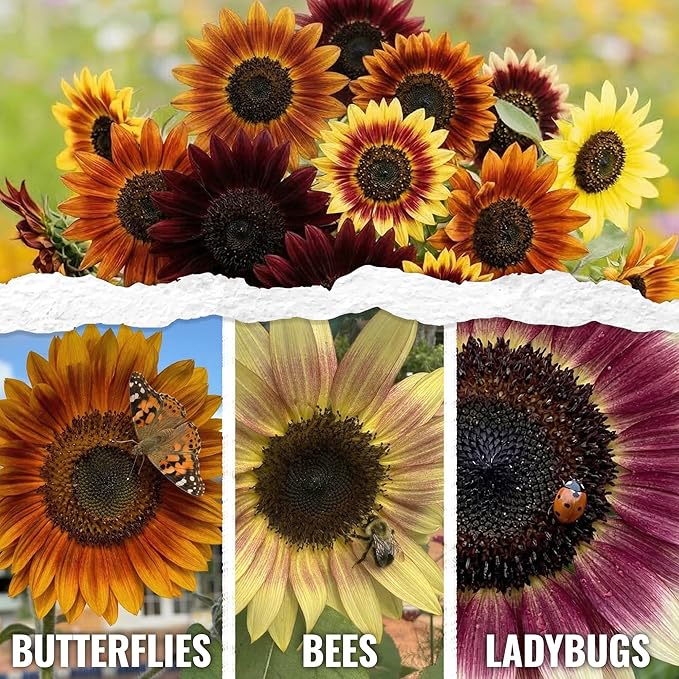 Seed Needs Sunflower Seeds to Plant Autumn Beauty Sunflowers (Mixture) - Heirloom & Open Pollinated Flower Seed to Plant an Outdoor Wildflower Butterfly Garden - Makes a Great Cut Flower (5 Packs)