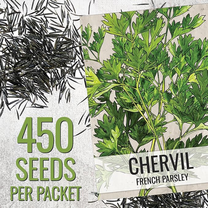 Seed Needs Chervil Seeds for Planting - Non-GMO, Heirloom & Untreated Annual Herbs - Grow an Indoor/Outdoor Garden Full of Culinary French Parsley (5 Packs)