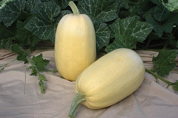 Seeds Squash Zucchini Yellow (Inside Like Spaghetti) Large Summer Vegetable for Planting Non GMO