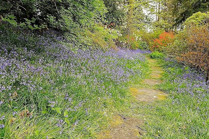 10 English Bluebell Bulbs - Hyacinthoides Non-scripta, Classic Woodland Spring Flowers, Ideal for Naturalizing and Shade Gardens, Woodland Planting. in England, These Make a Glorius Sight