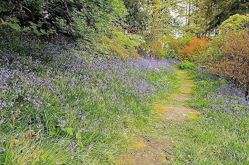 10 English Bluebell Bulbs - Hyacinthoides Non-scripta, Classic Woodland Spring Flowers, Ideal for Naturalizing and Shade Gardens, Woodland Planting. in England, These Make a Glorius Sight
