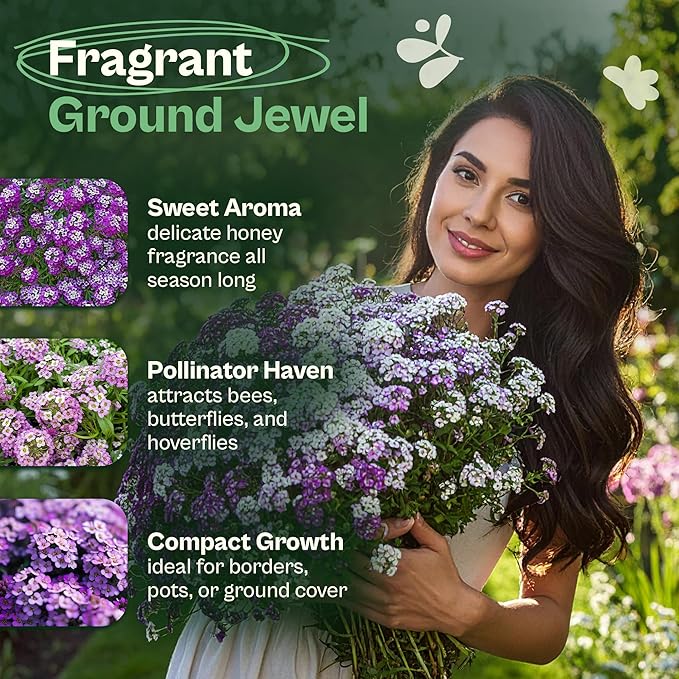 SVI 3000 Royal Carpet Sweet Alyssum Seeds (Lobularia maritima) – Sweet Alyssum Flower Seed Packets Bulk – Perfect Ground Cover Purple Flower Seeds for Outside, Containers, Borders