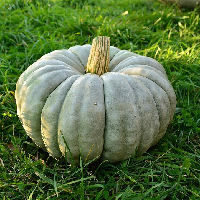 Jarrahdale Blue Pumpkin Winter Squash - 25 Seeds - Heirloom & Open-Pollinated Variety, Easy-to-Grow, Non-GMO Vegetable Seeds for Planting Outdoors in The Home Garden, Thresh Seed Company