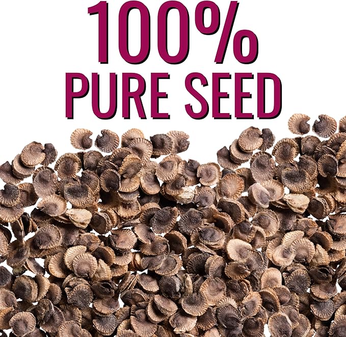 Seed Needs Hollyhock Seeds Double Majorette Blend | 1,000+ Heirloom Seeds Alcea Rosea Biennial Flower | Bulk Holly Hock Seed Garden Favorite | Multicolored Blooms Attracts Pollinators