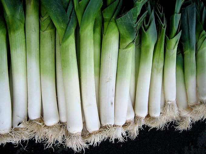 Seeds Leek Autumn Giant (Allium porrum) Onion Vegetable Heirloom for Planting Non GMO