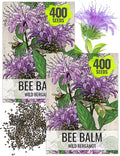 Seed Needs Bee Balm Seeds for Planting Wild Bergamot - Heirloom & Open Pollinated Perennial Flowers to Grow a Butterfly Garden to Attract Bees, Butterflies & Other Pollinators (2 Packs)