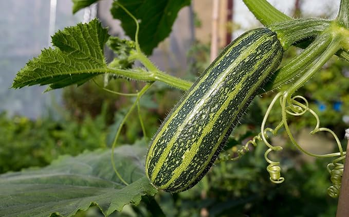 NIKA SEEDS - Seeds Vegetable Zucchini Tiger Striped Green - 30 Seeds
