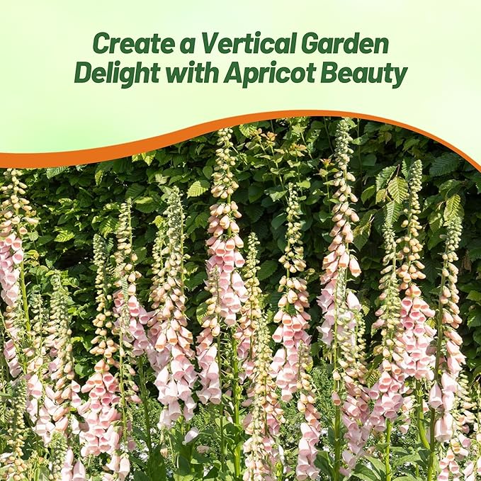 Outsidepride Digitalis Purpurea Apricot Beauty Foxglove Seeds – 5000 Pcs Biennial, Prolific, Tall Growing Flower Seeds with Pollinator-Friendly Blooms for Shaded Gardens & Outdoor Landscapes