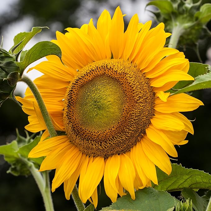 Seed Needs Sunflower Seeds to Plant Mammoth Grey Stripe | 2 Ounce Large Resealable Pouch Heirloom Seeds Helianthus Annuus Non GMO | Tall Growing Sun Flowers (XL Pack)