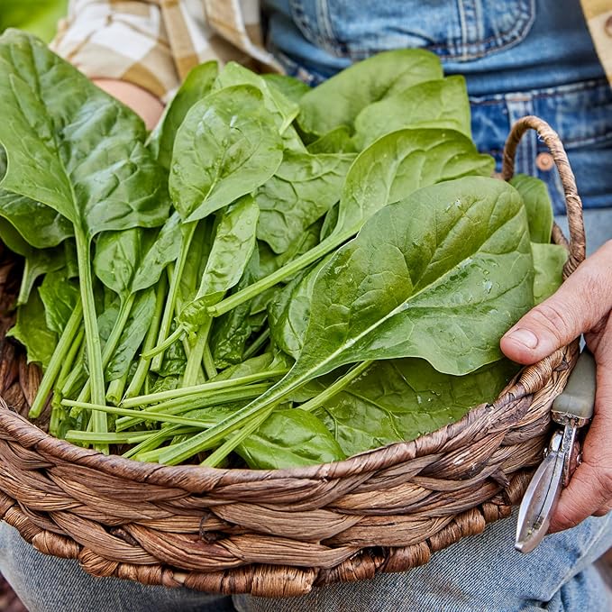 Burpee Space Hybrid Spinach Seeds - High-Yield, Disease-Resistant Variety