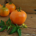 Carolina Yellow Heirloom Gold Slicing Tomato - 50 Seeds - Rare Open-Pollinated Variety, USA-Grown, Non-GMO Vegetable Seeds for Planting Outdoors in The Home Garden, Thresh Seed Company