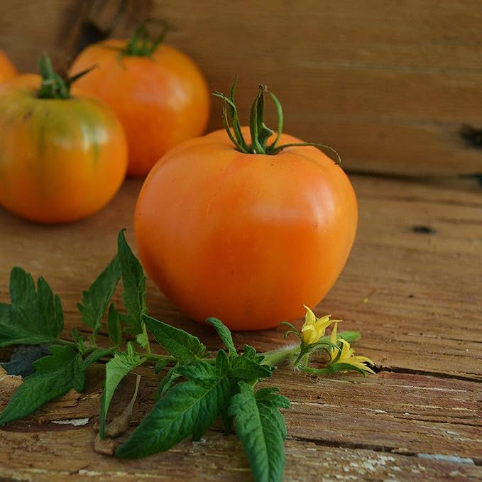 Carolina Yellow Heirloom Gold Slicing Tomato - 50 Seeds - Rare Open-Pollinated Variety, USA-Grown, Non-GMO Vegetable Seeds for Planting Outdoors in The Home Garden, Thresh Seed Company