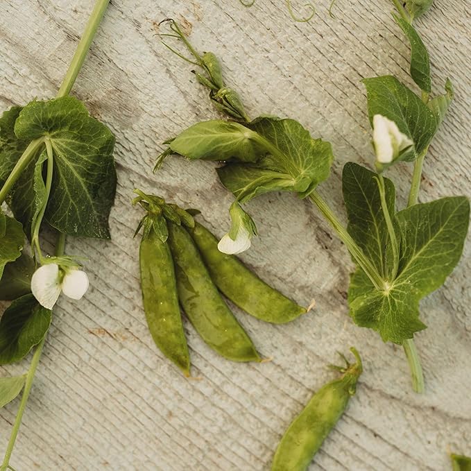 Mammoth Melting Snow Pea - 4oz Bulk (~540 Seeds) - Heirloom Variety, Easy-to-Grow & Cold-Tolerant, Non-GMO Pea Seeds for Planting Outdoors in The Home Garden, Thresh Seed Company