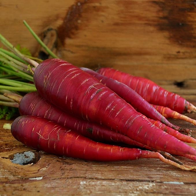 Dragon Red Carrot - 150 Seeds - Rare Heirloom & Open-Pollinated Variety, Non-GMO Vegetable Seeds for Planting Indoors or Outdoors in Containers or The Home Garden, Thresh Seed Company