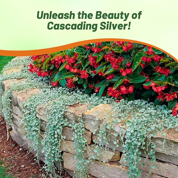 Outsidepride Perennial Dichondra Silver Falls Seed - 30 Pcs Heat & Drought-Tolerant, Low-Maintenance Ground Cover Seeds for Planting, Ideal for Container Plant, Erosion Control, & Silver Foliage