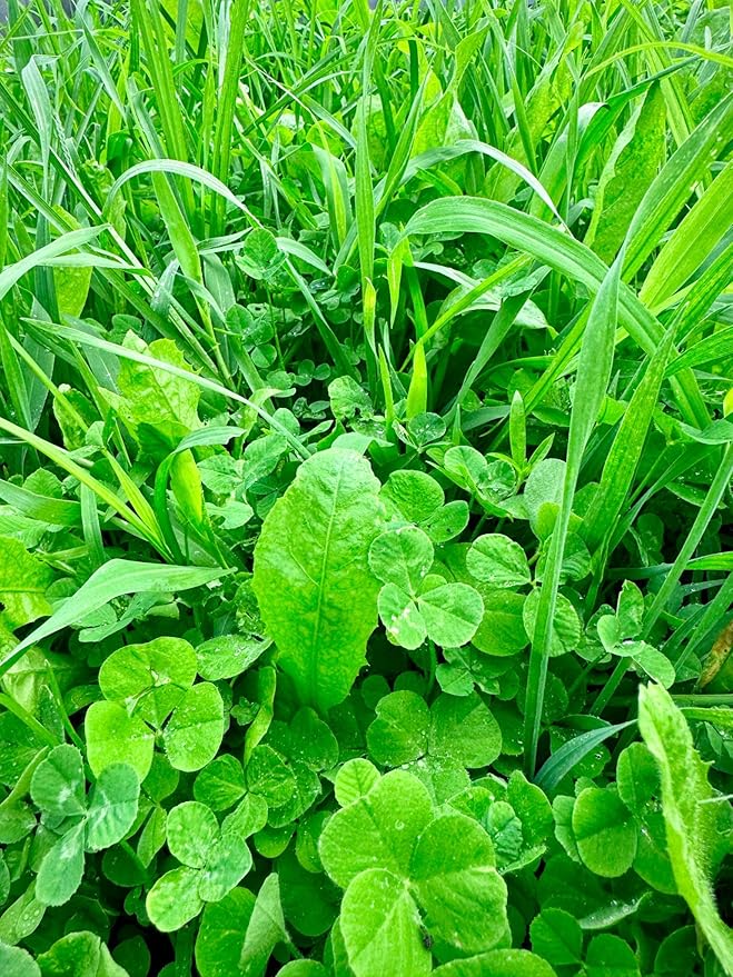 Whitetail Hill Bucks and Beards Food Plot Seed Mix for Deer and Turkeys, 1/4 Acre or 2 Acres, Two Species One Plot, Mix of Clovers, Chicory, and Cereal Grains, Maximum Attraction